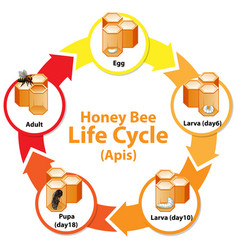 Honey bee life cycle Royalty Free Vector Image