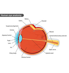 Human eye anatomy diagram Royalty Free Vector Image