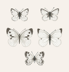 Set of contour drawings of various butterflies Vector Image