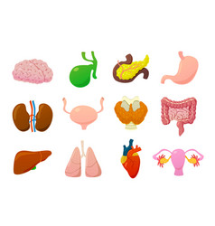 Human internal organs in male and female bodies Vector Image