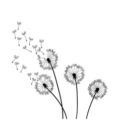 Dandelion wind blow background black silhouette Vector Image