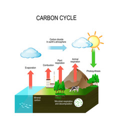 Photosynthesis Royalty Free Vector Image - VectorStock