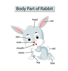 Body Parts Rabbit Vector Images (39)