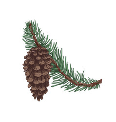 Pinecone Vector Images (over 4,800)