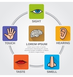 Five human senses smell sight hearing taste Vector Image