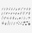 creative floral and flowet collection vector image