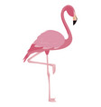 elegant flamingo bird icon vector image