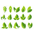green leaf and leaves abstract icons set vector image