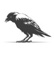 hand drawn crow vector image vector image