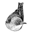 bird doodle hand drawn vector image vector image