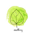 leaf of mulberry tree vector image vector image