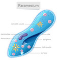 A paramecium diagram on white background Vector Image