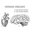 human biology organs anatomy vector image