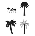 palm tree nature plant design vector image