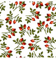 dogrose foliage and fruits wild rose eglantine vector image