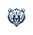 wild american black bear isolated roaring grizzly vector image