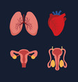 human internal organs cartoon anatomy body parts vector image