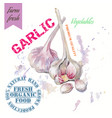 garlic watercolor banner vector image vector image