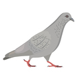 going gray pigeon vector image vector image