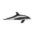 lagenorhynchus albirostris - white-beaked dolphin vector image vector image