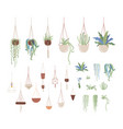 domestic plants and hanging pots flat set vector image