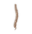 spinal cord isolated human back skeleton bones vector image