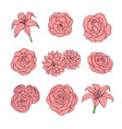 hand drawn set of pink rose lily peony flowers vector image vector image