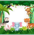 wildlife animal in jungle with square copy space vector image