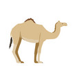 dromedary camel - side view - flat vector image vector image