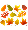 set of colorful isolated autumn leaves vector image vector image