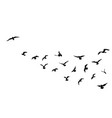 bird flock flying over blue sky background animal vector image