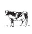 cow is standing sketch engraving vector image