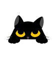 black cute cat is looking up on white background vector image vector image