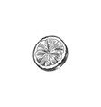 citrus fruit sliced in half vintage engrave vector image vector image