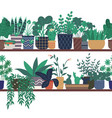 house plants standing on wooden shelf greenhouse vector image