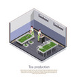 tea production isometric composition vector image vector image