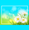 spring flower daisy juicy chamomiles green grass vector image