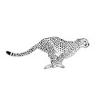 black line hand drawn running cheetah vector image