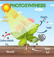 Book showing diagram of sunflower life cycle Vector Image