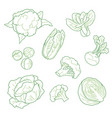 cabbage vegetarian farm products set hand-drawn vector image