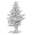 drawing of a tall coniferous tree vector image vector image