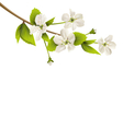 cherry branch with white flowers isolated on white vector image vector image
