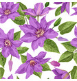 clematis flowers floral tropical seamless pattern vector image