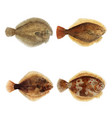 vintage fish aquatic animal collection vector image vector image