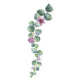 watercolor wreath with green eucalyptus vector image vector image