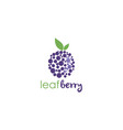 blueberry logo template design vector image