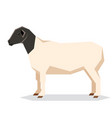 flat geometric dorper sheep vector image