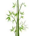 bamboo sticks vector image