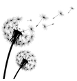 black silhouette with flying dandelion buds vector image vector image