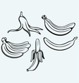 bunch of bananas vector image